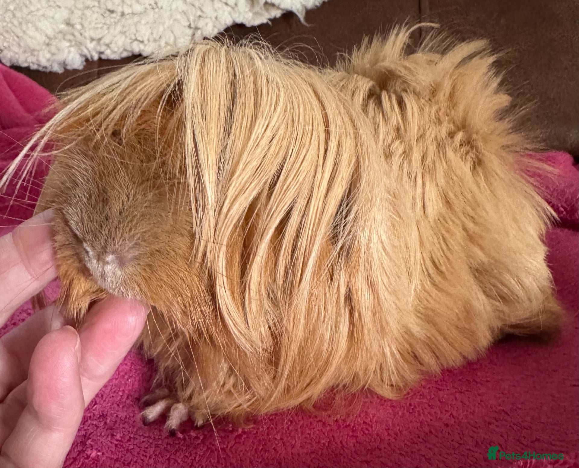Guinea Pig rodents Peruvian boar red lilac point 6 mths  - Advert 20