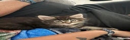 Mixed Breed cats for sale: Fluffy Male Kitten ready for his forever home - Advert 4