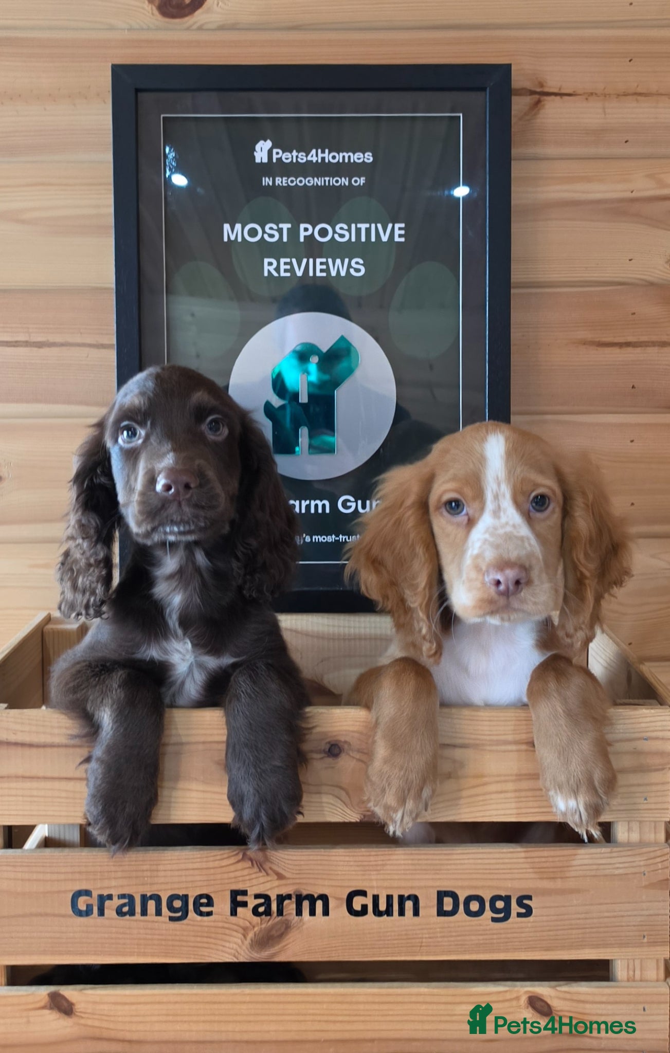 Cocker Spaniel dogs 3 WORKING TYPE KC COCKER SPANIELS READY TO LEAVE  - Advert 1