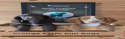Cocker Spaniel dogs for sale: 2 WORKING TYPE KC COCKER SPANIELS READY TO LEAVE  - Advert 1