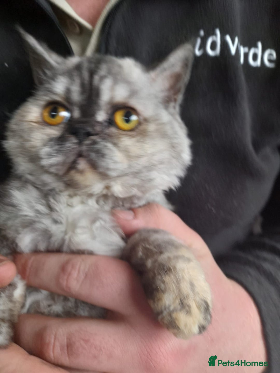 Selkirk Rex cats for sale: Tica reg  pedigree selkirk rex kittens ready now  - Advert 13