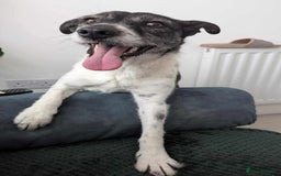 Mixed Breed dogs for adoption: Candy - Urgent Foster or FVA Home Required - Image 2