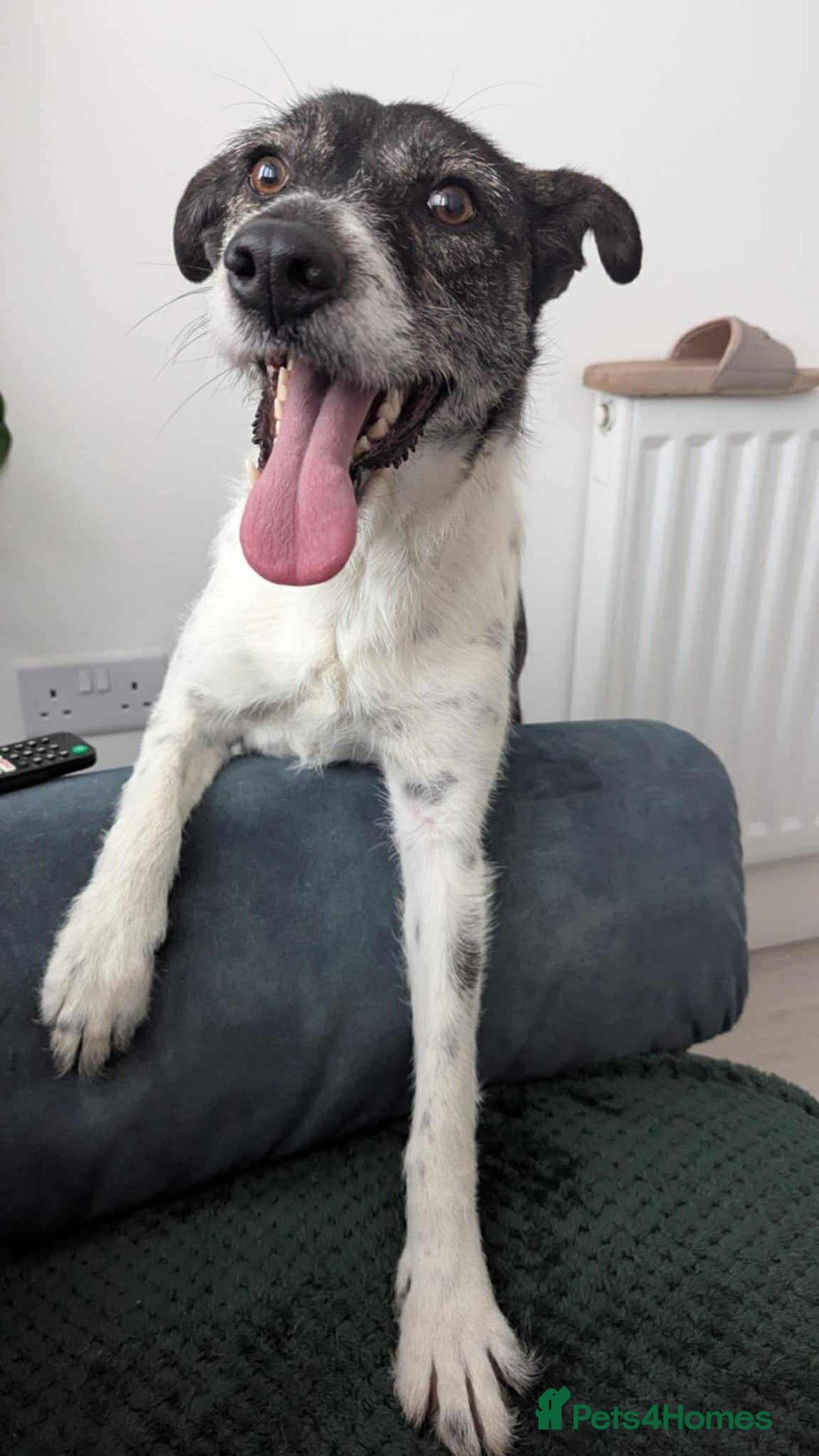 Mixed Breed dogs for adoption: Candy - Urgent Foster or FVA Home Required - Image 2