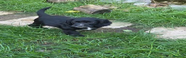 Cocker Spaniel 2
