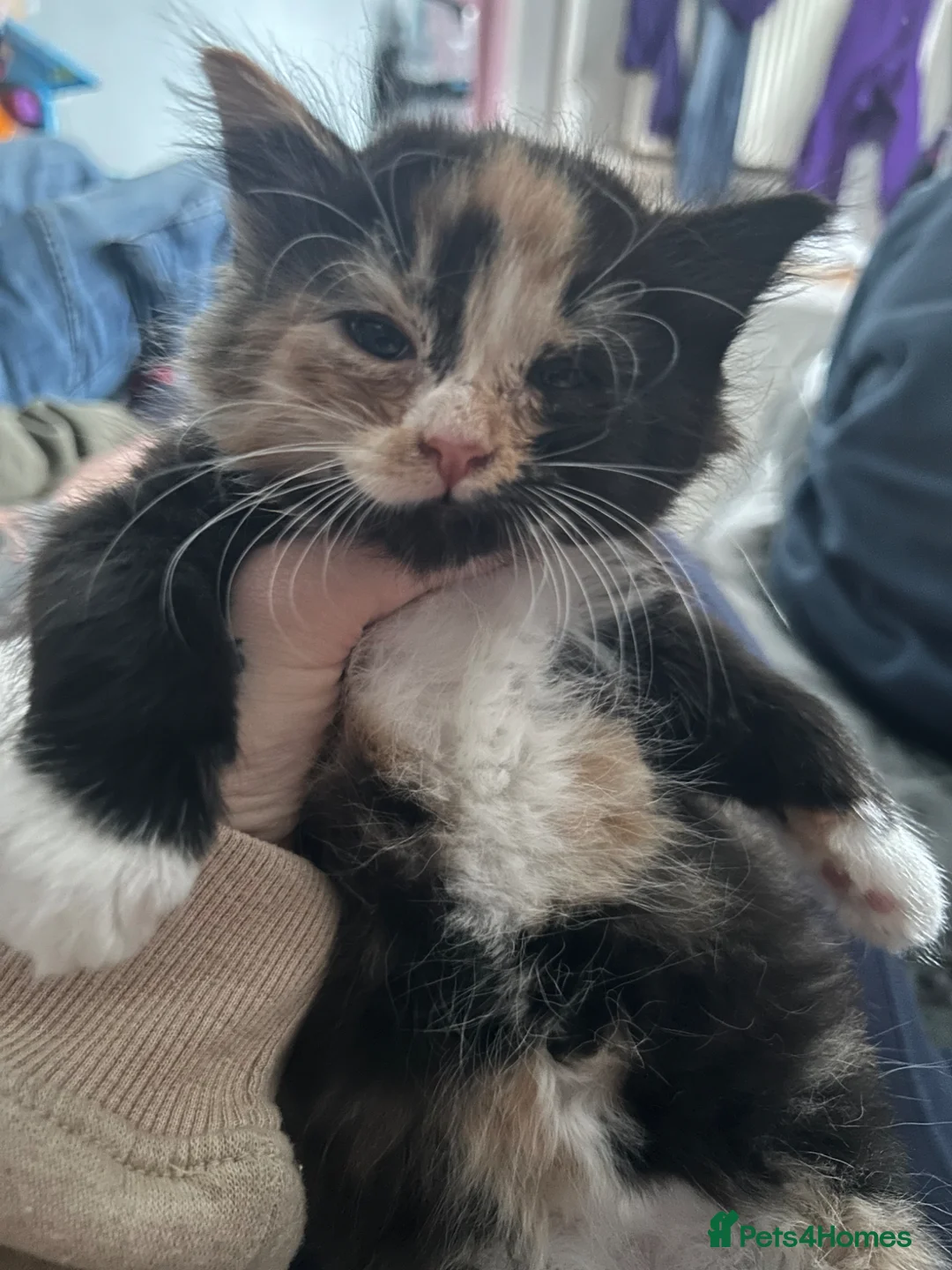 British Shorthair cats for sale: Kittens - Advert 6