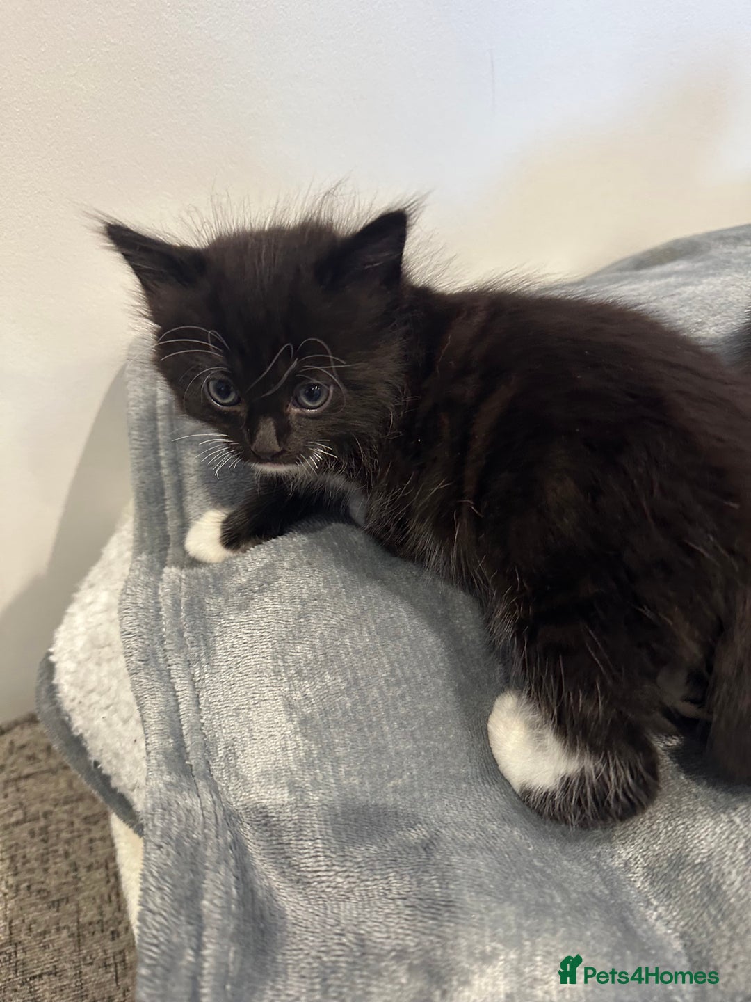 Mixed Breed cats for sale: 6 month female kitten ready for new home - Advert 8