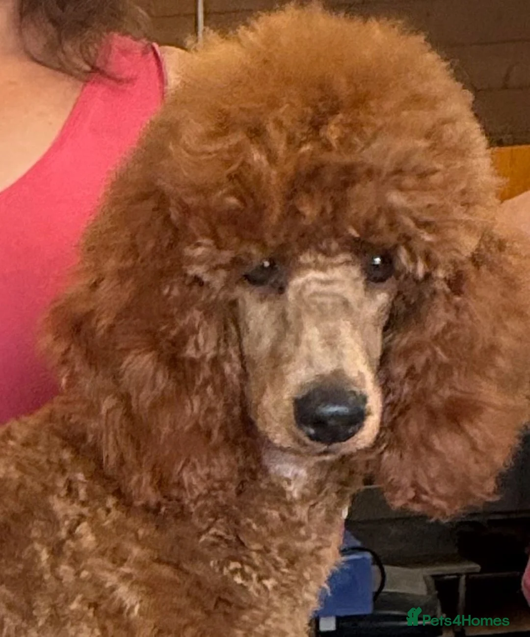 Miniature Poodle dogs for sale: Stunning boy, lovely temperament, deep red,  - Advert 1