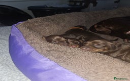 Dachshund dogs for sale: 3/4 Dachsunds  - Image 2