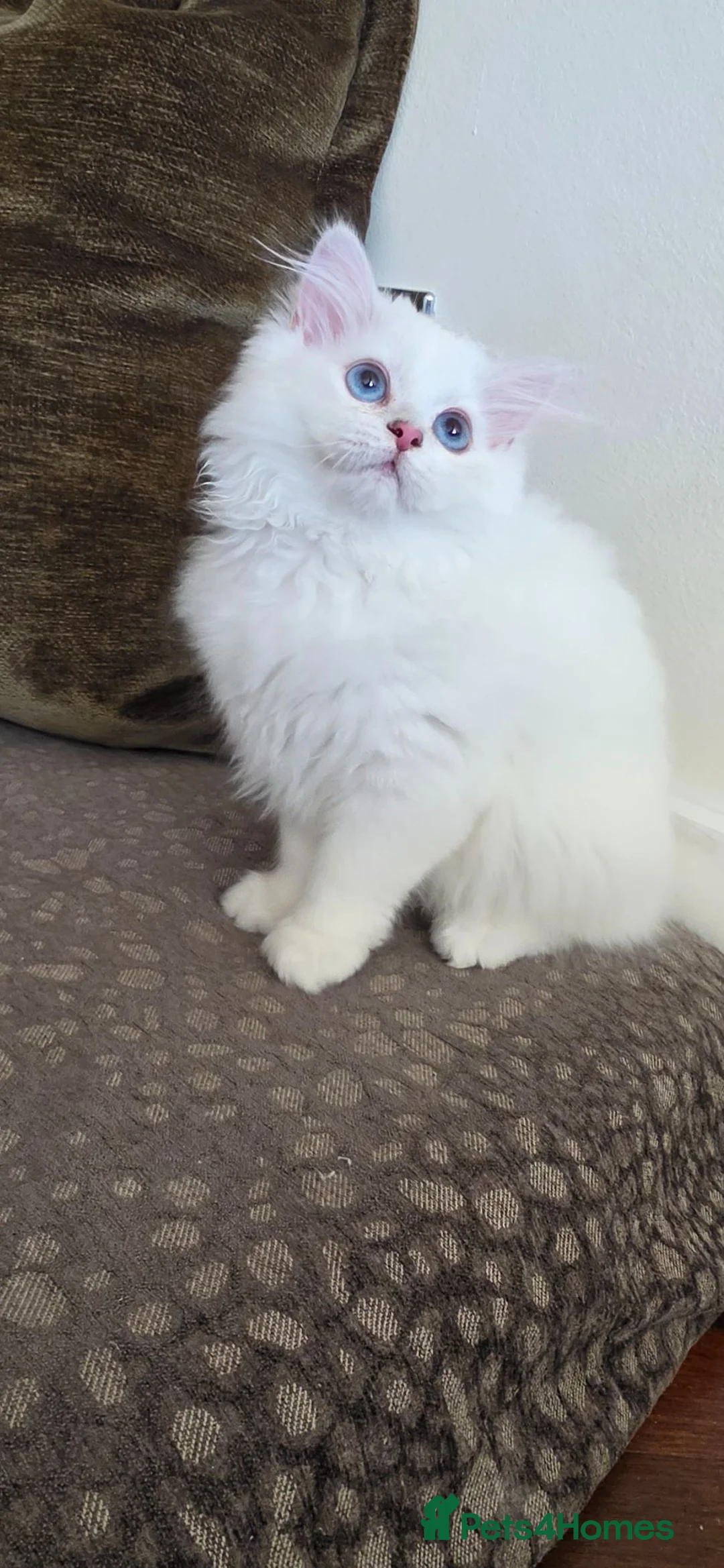 British Longhair cats for sale: British long hair boy - Advert 1