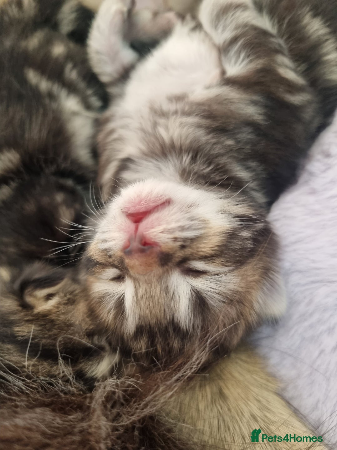 Ragdoll cats for sale: Boy and girl tabby X Ragdoll - Image 3