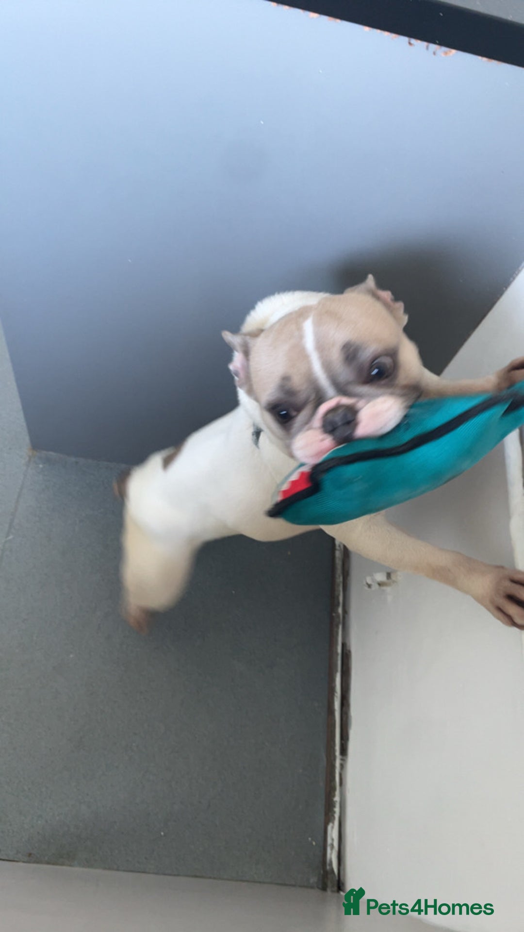 French Bulldog dogs for sale: Harley-Loving Female French Bulldog pet free home - Advert 3