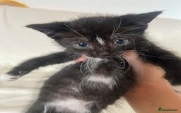 Mixed Breed cats for sale: Mixed Litter of 6 Kittens Different Personalities - Image 2