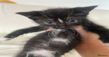 Mixed Breed cats - Advert 5