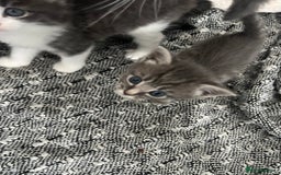 Mixed Breed cats for sale: Beautiful kittens - Image 5