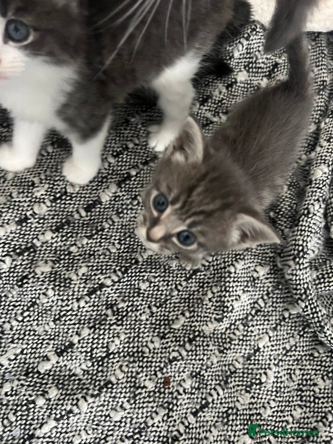 Mixed Breed cats for sale: Beautiful kittens - Image 5