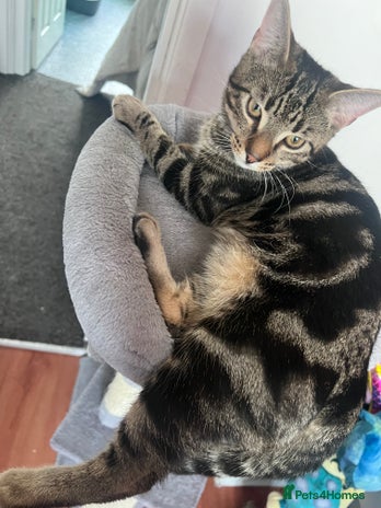 British Shorthair cats Stripes make cat 5 months old - Advert 5