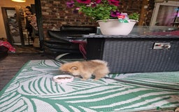 Pomeranian dogs for sale: Amazing Pomeranian color Beige Champion Line - Image 5