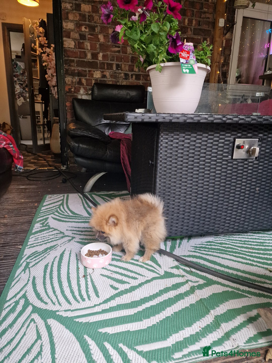 Pomeranian dogs for sale: Amazing Pomeranian color Beige Champion Line - Image 5