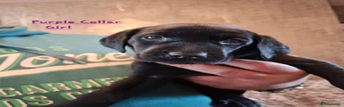 Labrador Retriever 5