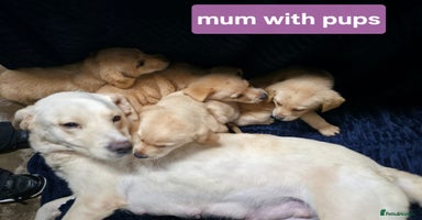 Labrador Retriever dogs - Advert 14