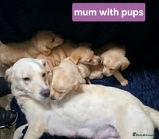 Labrador Retriever dogs - Advert 14