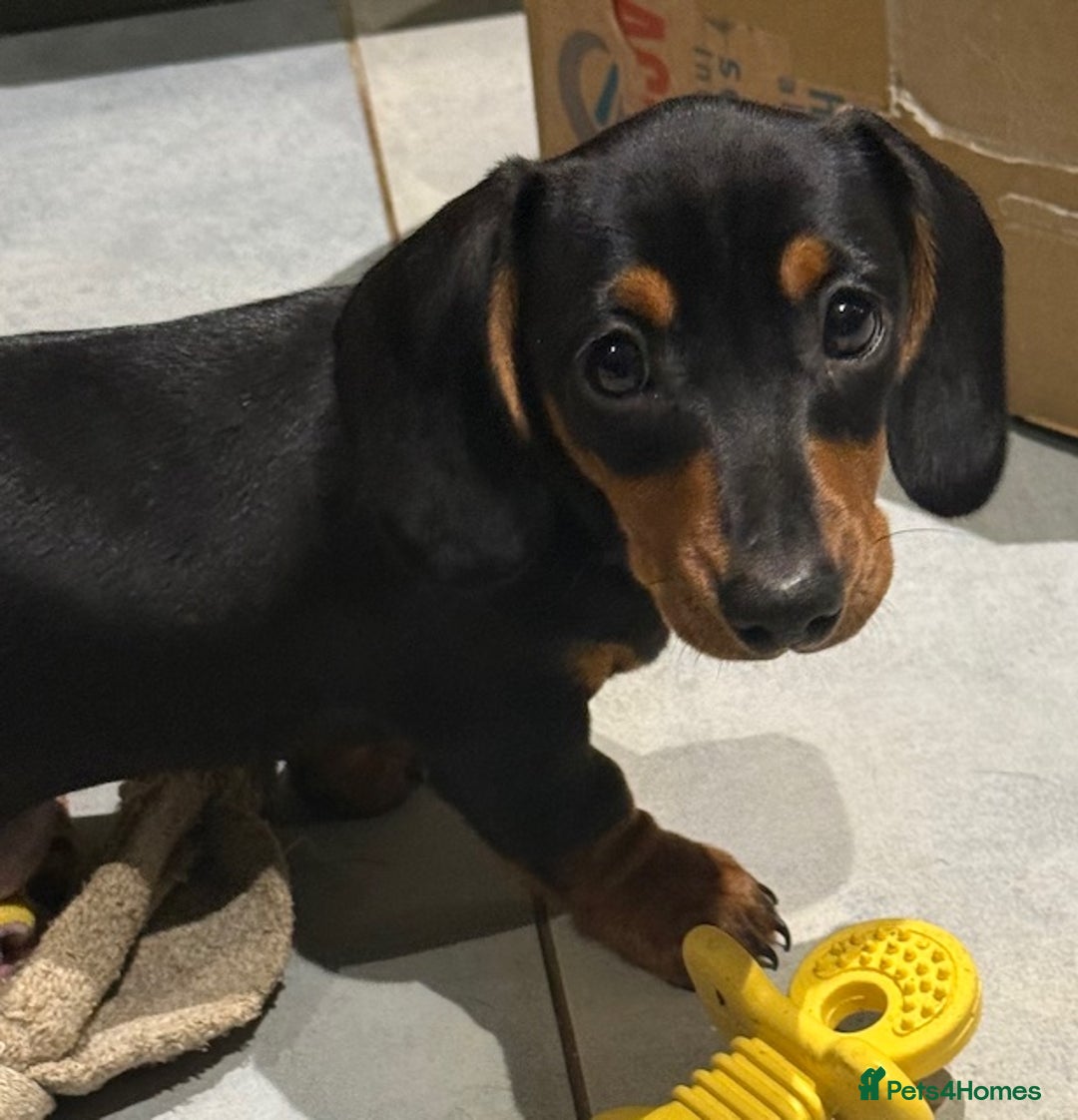Miniature Dachshund dogs for sale: Ruby and Marley pups - Advert 17