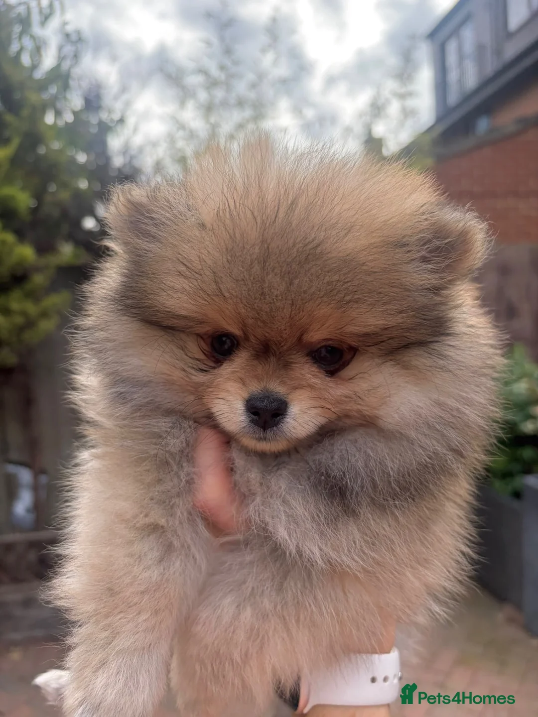 Pomeranian dogs for sale: 2 little girls - Advert 2