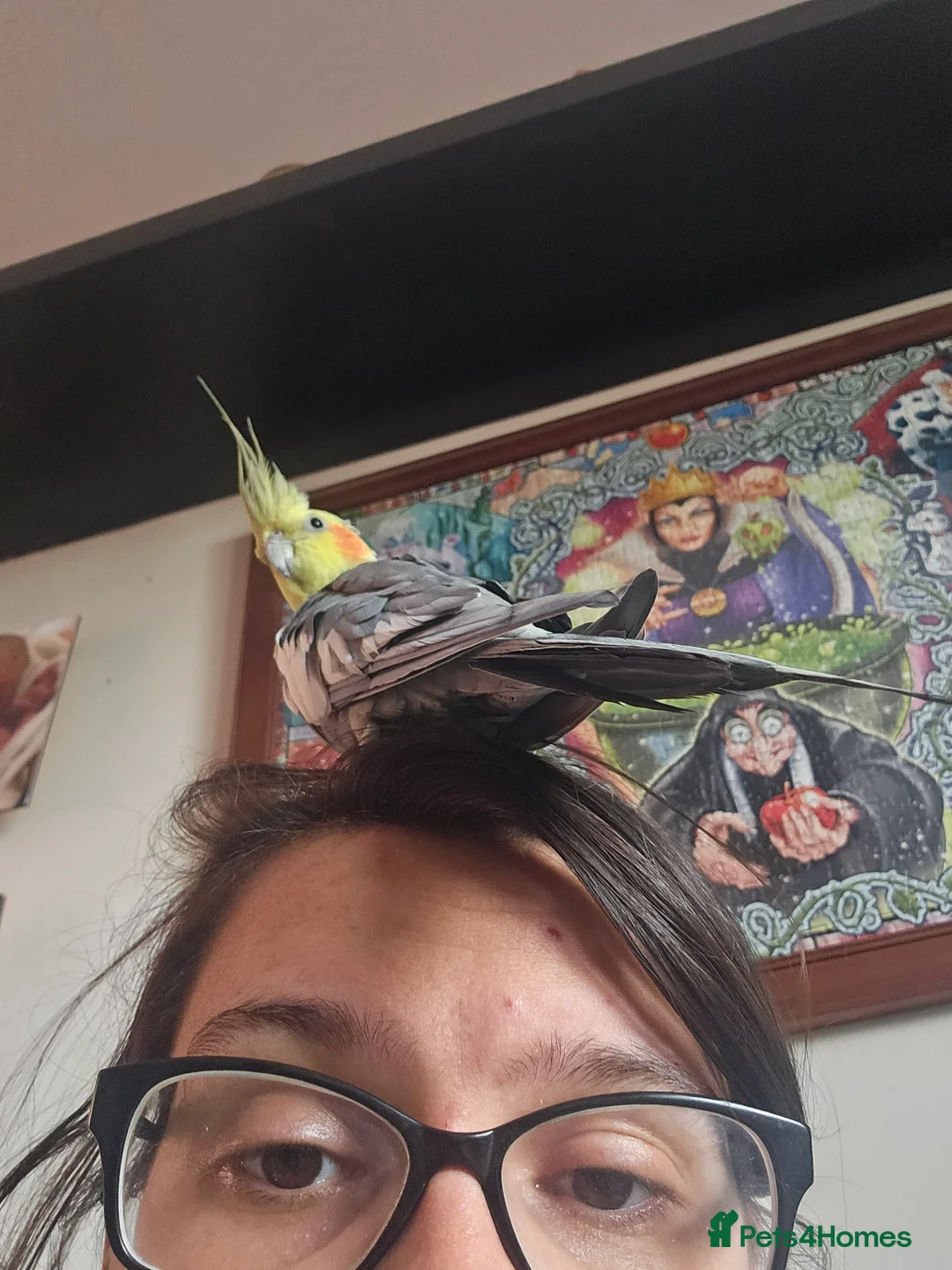 Cockatiels birds for sale: Breeding pair of cockatiels - Advert 8