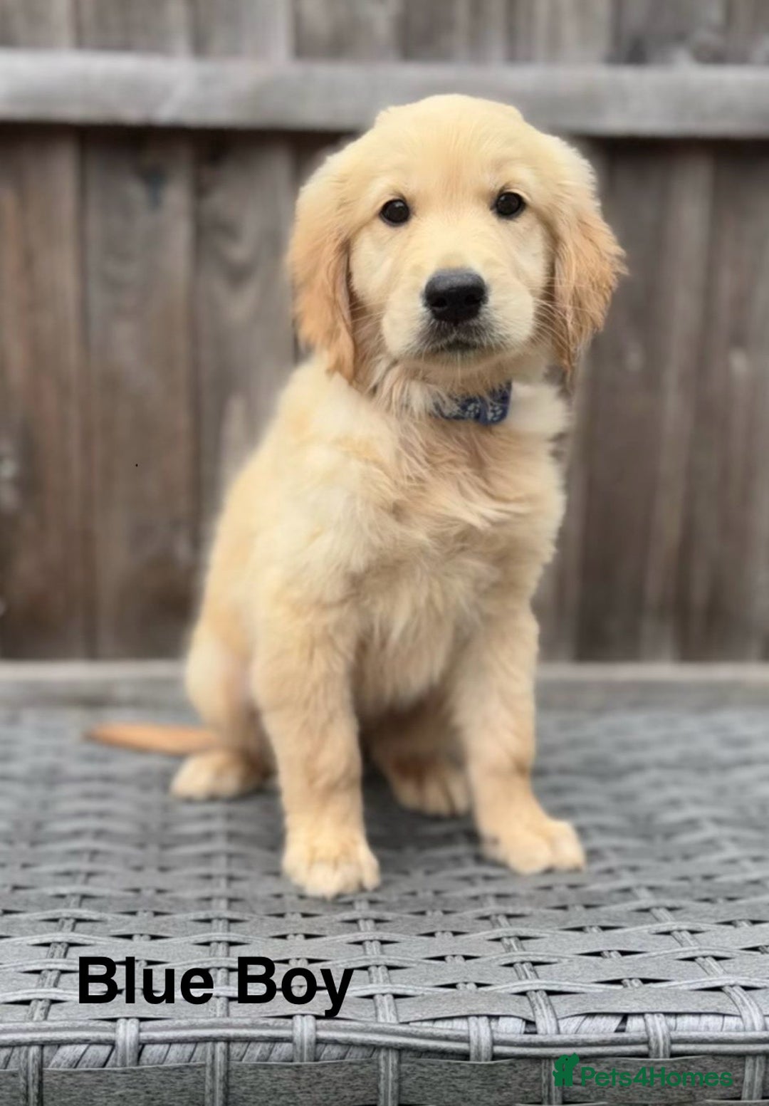 Golden Retriever dogs for sale: Beautiful Golden Retriever Puppies - Image 7