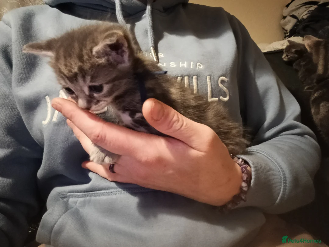 Mixed Breed cats for sale: Beautiful grey/tabby kittens - Advert 12