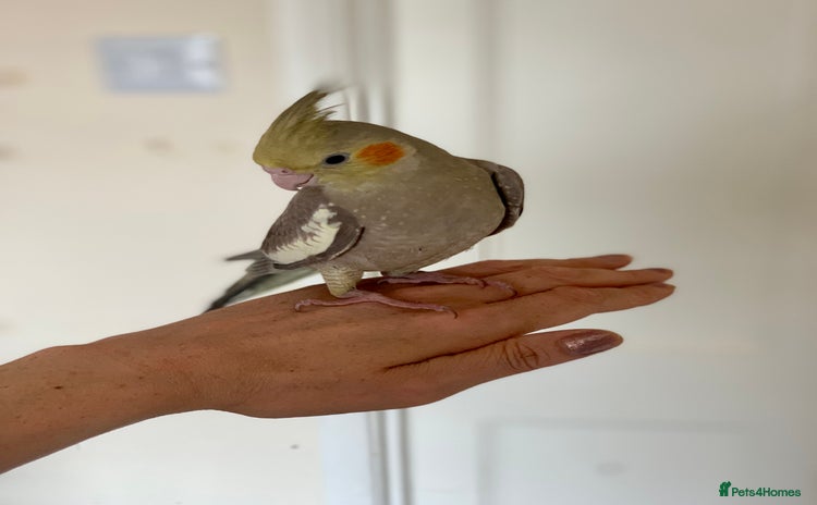 Cockatiels birds - Advert 2