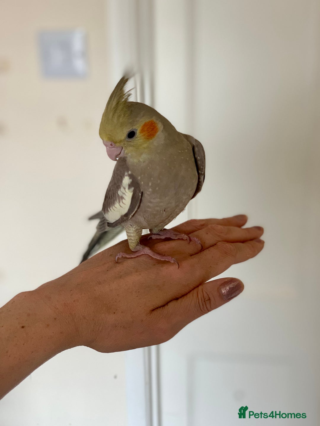 Cockatiels birds for sale: Hand Reared Cockatiel  - Image 1