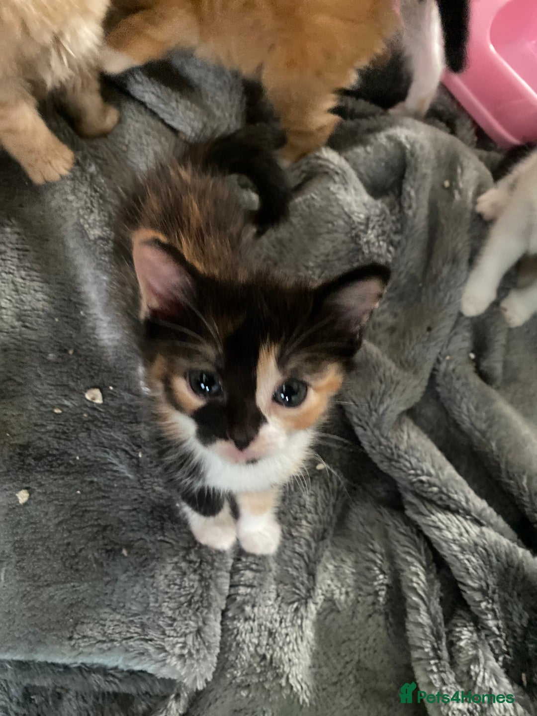 Mixed Breed cats for sale: Fluffy ginger & short fur calico 🐱🤩 - Image 7