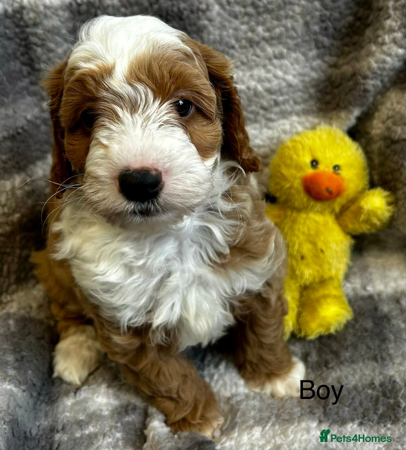 Cockapoo dogs Stunning Cockerpoo puppies 4 loving homes  - Advert 1