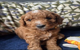 Mixed Breed dogs for sale: Mini Double Doodles 🧬 Tested Clear  - Image 28