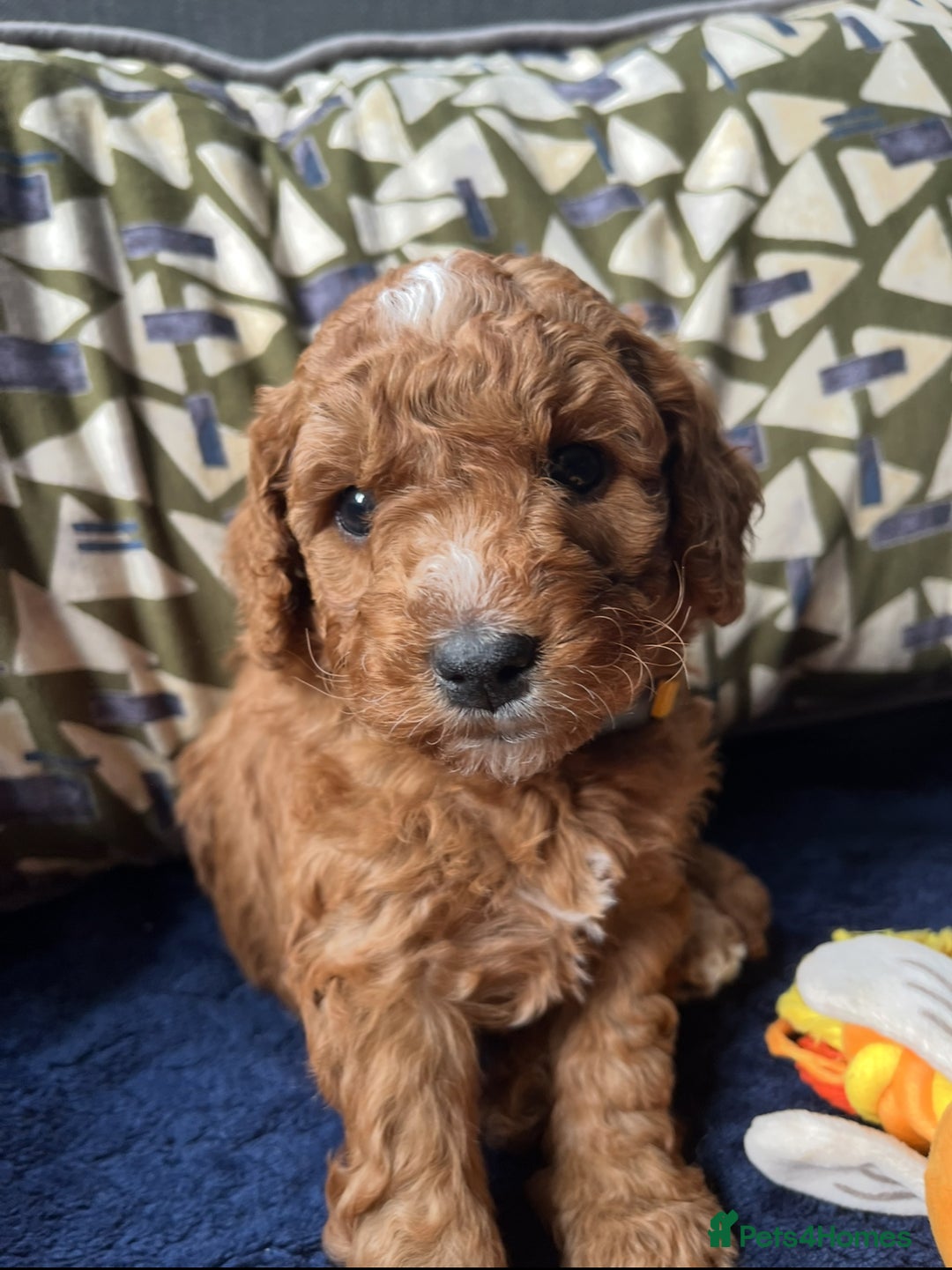 Mixed Breed dogs for sale: Mini Double Doodles 🧬 Tested Clear  - Image 28