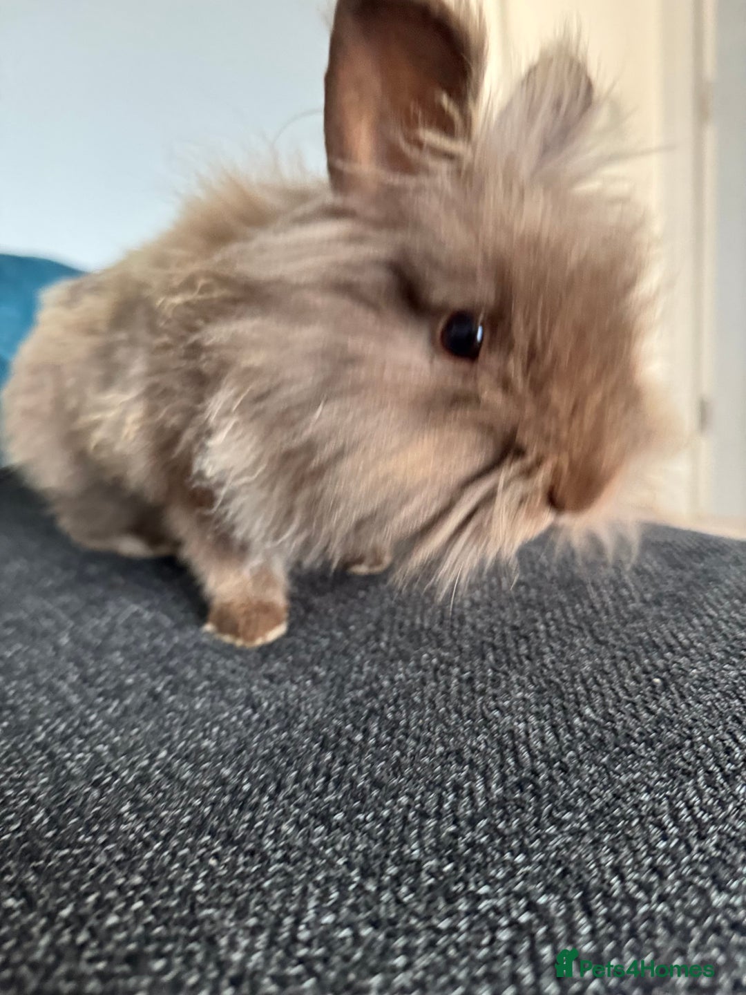 Lionhead rabbits for sale: Bonded Pair Mini Lop (F) Lionhead (M) - Advert 3