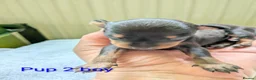 Miniature Pinscher dogs for sale: Miniature Pinscher Pups seen with mum & dad  in Market Drayton - Advert 27
