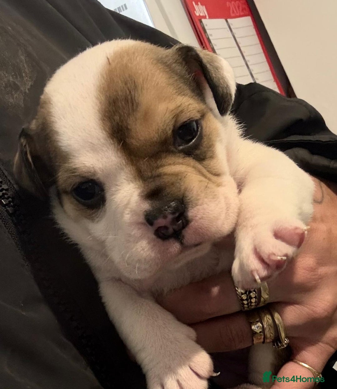 English Bulldog dogs for sale: 9 registered new age bulldogs (1 FEMALE REMAINING) - Advert 11