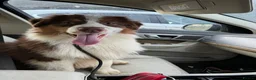 Australian Shepherd dogs for sale: Exceptional KC reg Australian shepherds - Advert 17