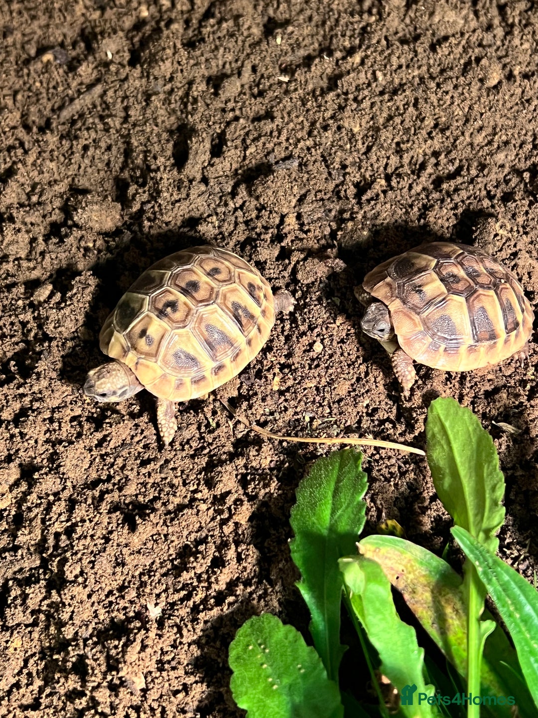 Hermann Tortoise reptiles for sale: Hermann tortoise hatchlings for sale. - Image 4