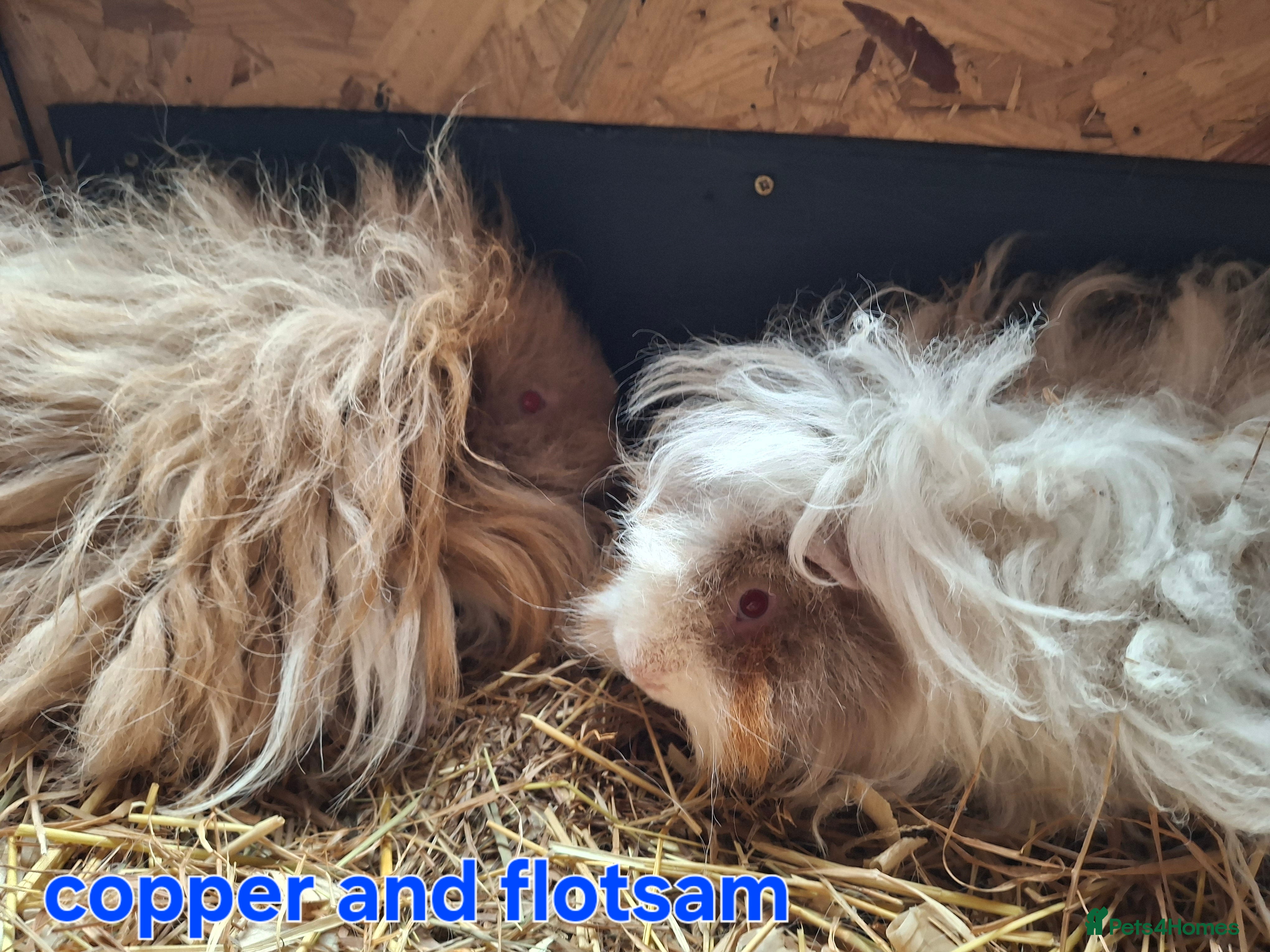 Guinea Pig rodents Lunkarya - Advert 17