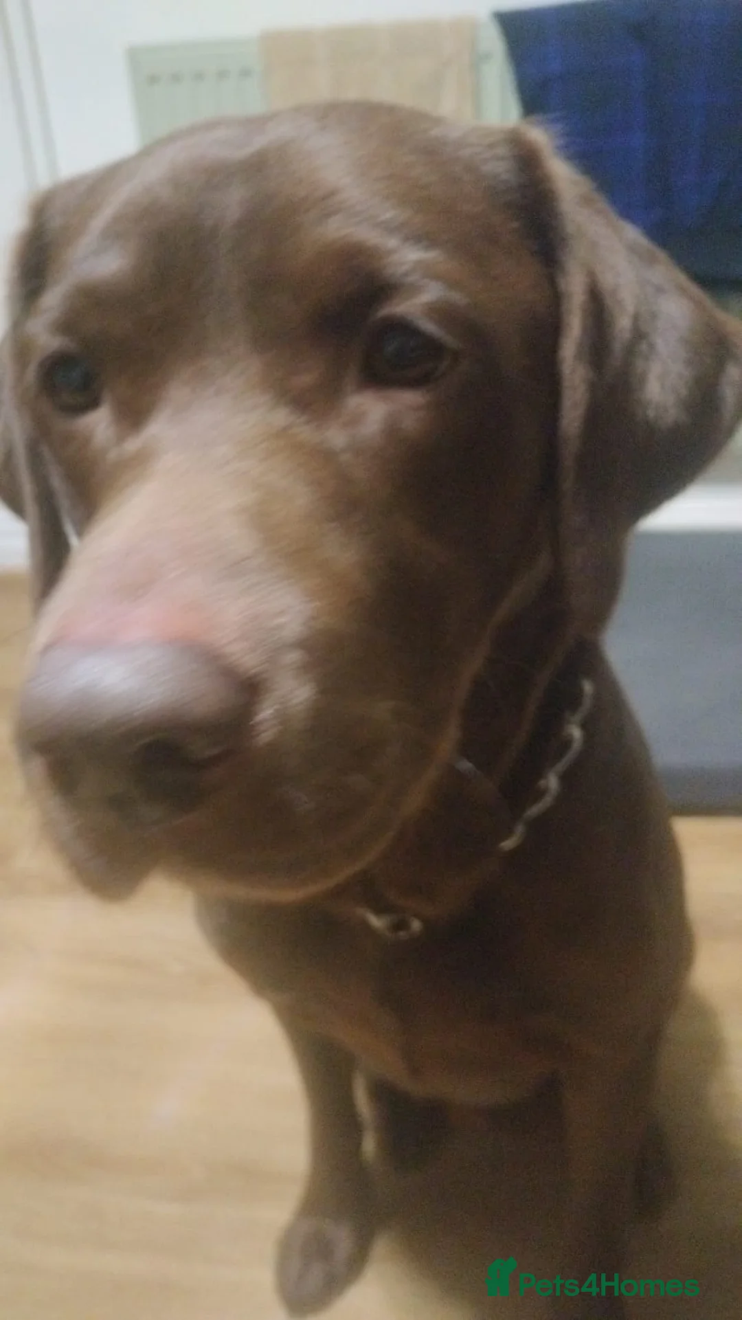 Labrador Retriever dogs for stud: Oscar  - Advert 3