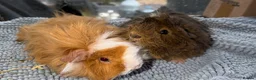 Guinea Pig rodents for sale: Female and male Guinea pigs  - Advert 4
