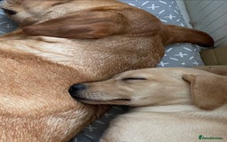 Labrador Retriever dogs for sale: Labrador puppys - Image 9