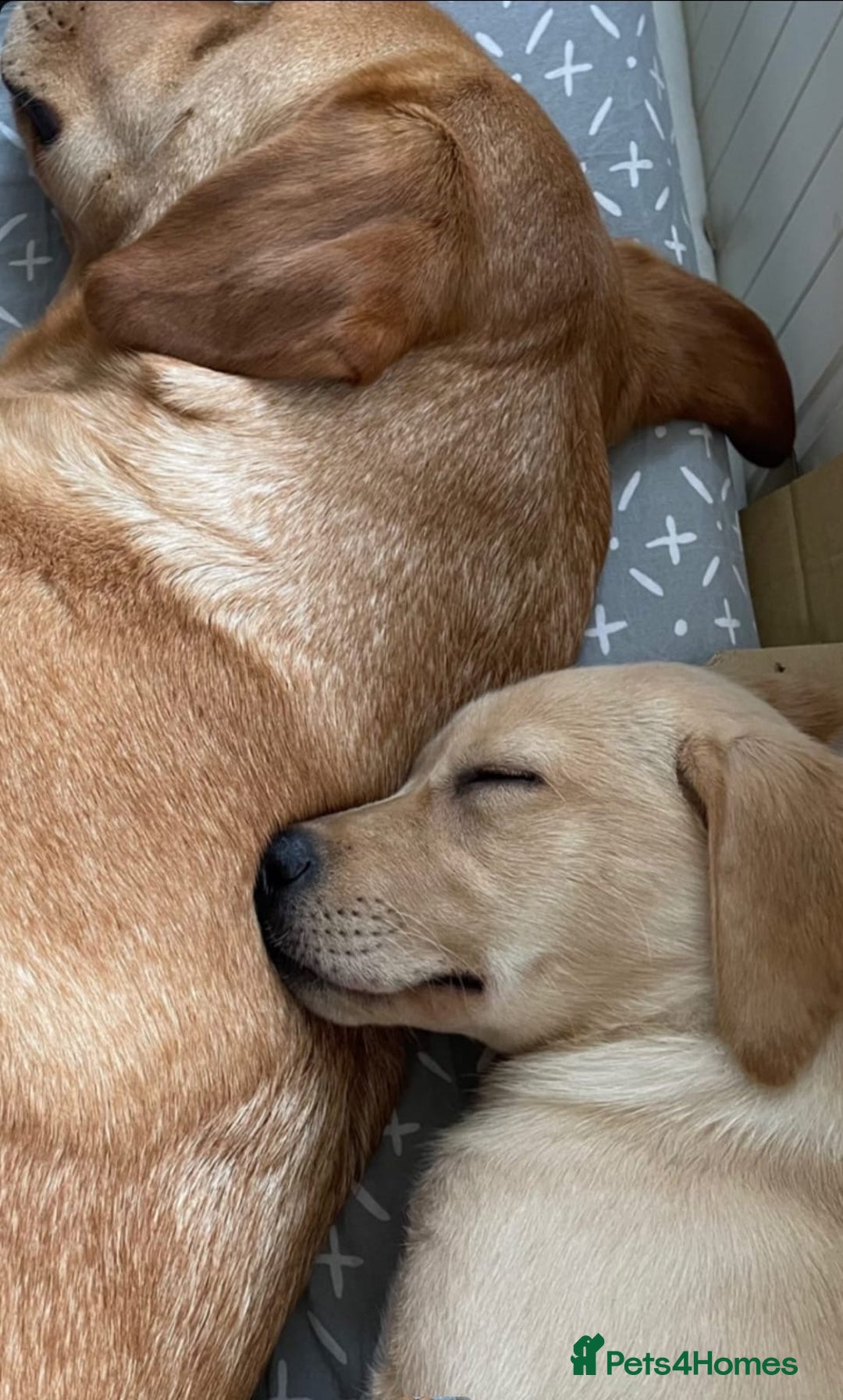 Labrador Retriever dogs for sale: Labrador puppys - Image 9