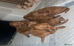 Cockapoo dogs for sale: 5 Stunning fox red Cockapoos (health tested) - Image 2