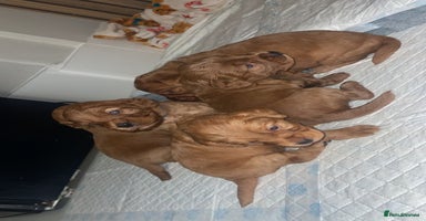 Cockapoo dogs - Advert 7
