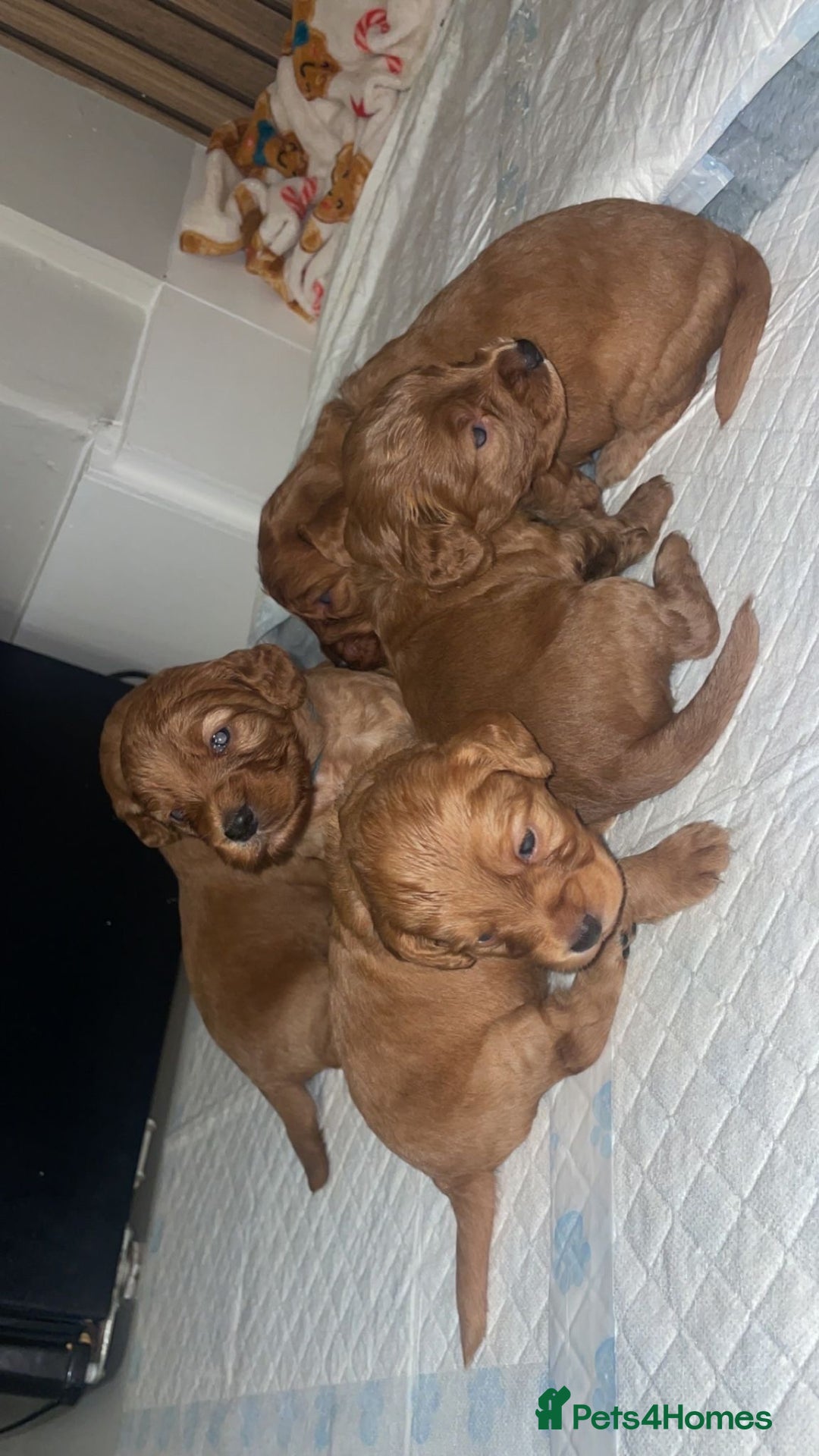 Cockapoo dogs for sale: 5 Stunning fox red Cockapoos (health tested) - Image 2