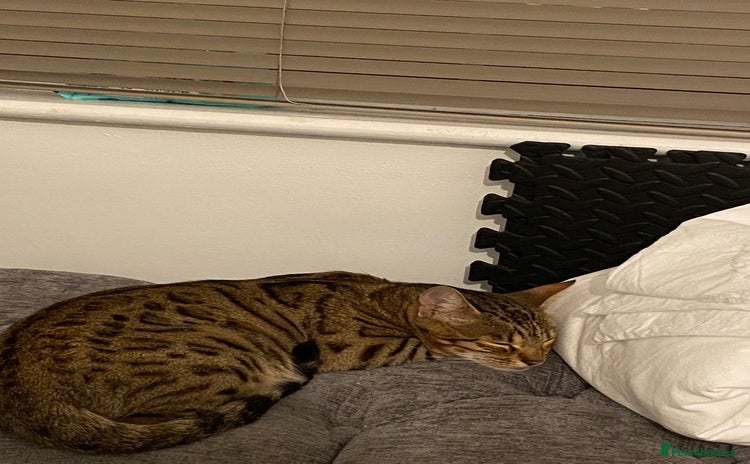 Bengal cats - Advert 3